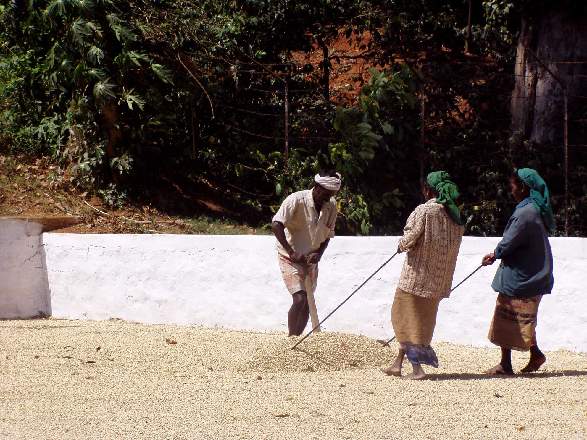 India-Bibi-Plantation-patios.jpg