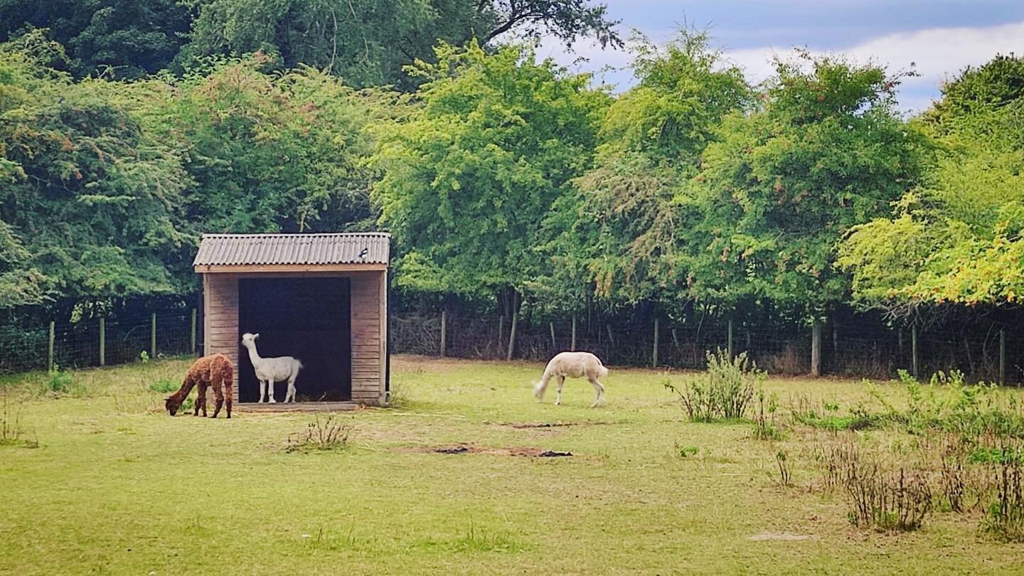 Our neighbours: the alpaca crew. 

(correct collective noun is actually a herd).