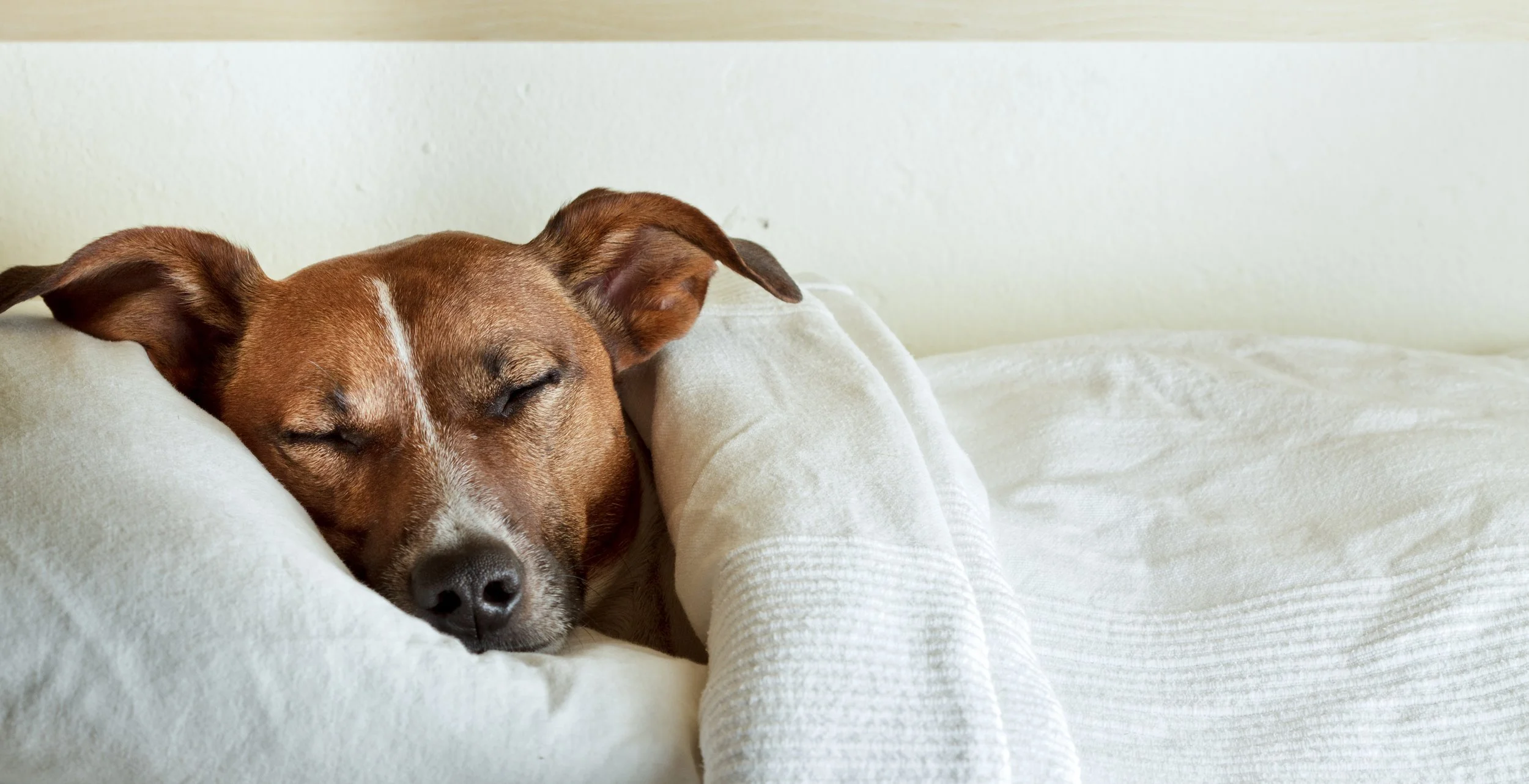 sleeping dog hotel bed scotsland.jpg