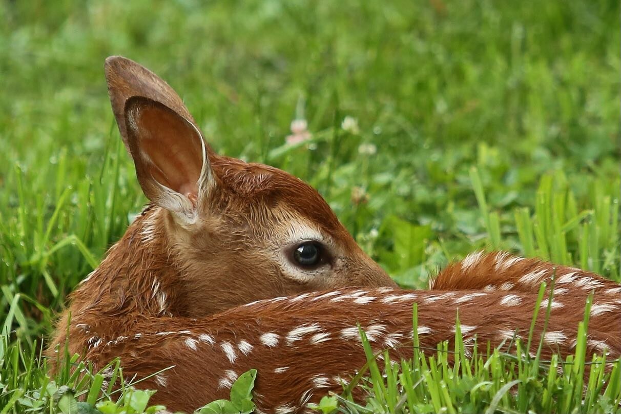 We have a new resident on the farm. ❤️ #bambi #farmlife #animalbabies #wildlife