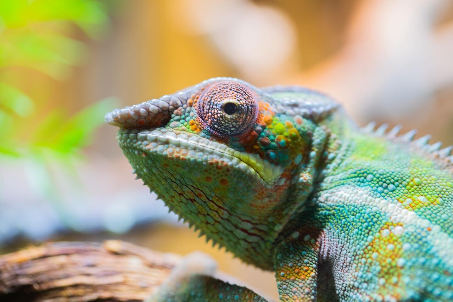 This is my boy Reggie. Reggie was a birthday present from my son &amp; has been with me a few months now.

Reggie is a Ambilobe panther chameleon &amp; he&rsquo;s around 7 months old now. His character is developing as-well as his colours, he&rsquo;s