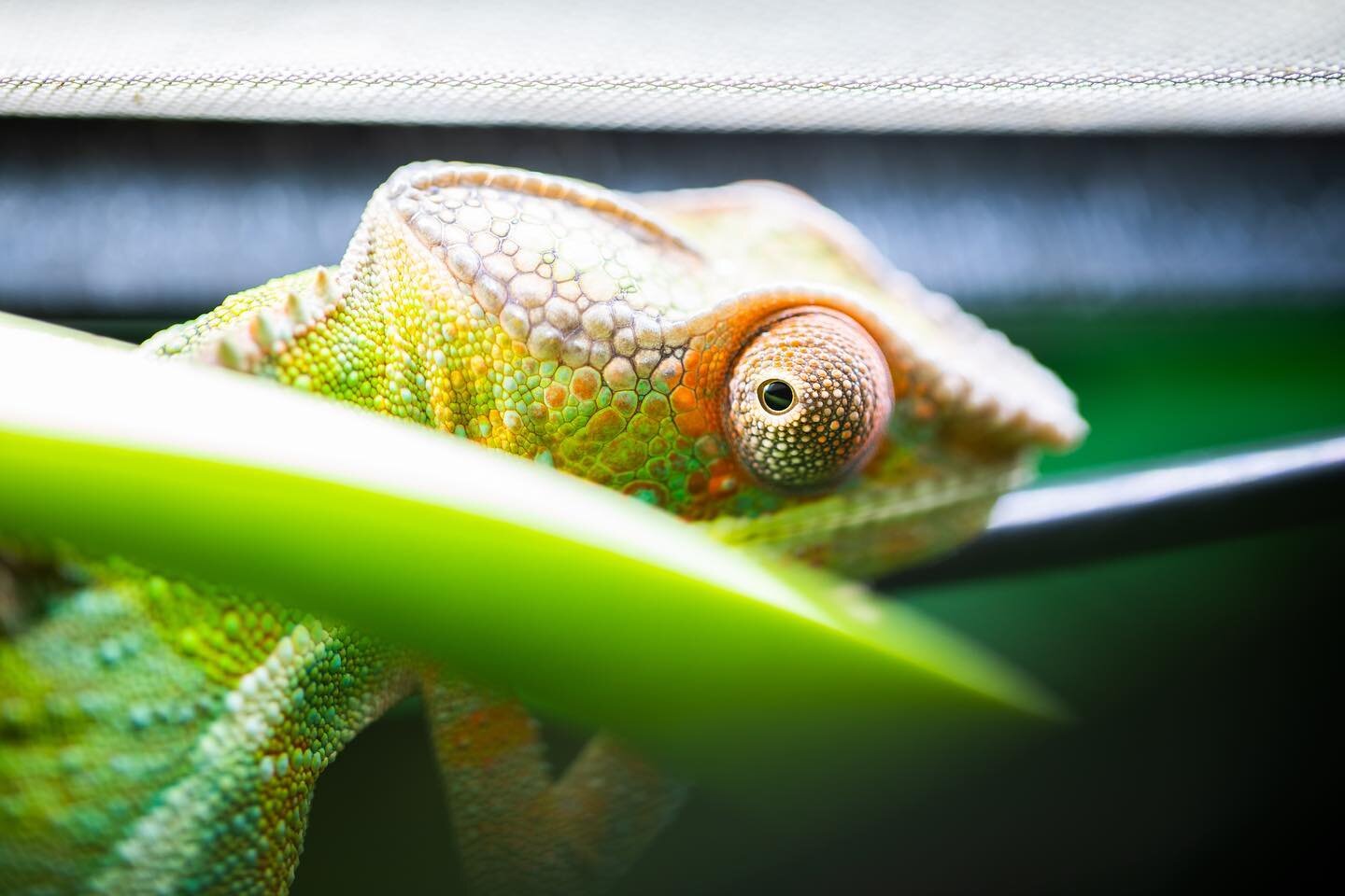 The sweetest.. or the grumpiest.. &amp; I love it! 😂

#chameleon #pantherchameleon #pantherchameleonsofinstagram #ambilobe #pet #petphotography #colour #southamptonreptile #southamptonreptilecentre @southamptonreptile #winchesterphotographer #hampsh