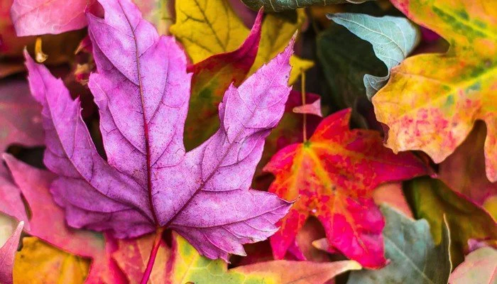 HR in the Second Autumn of the Pandemic