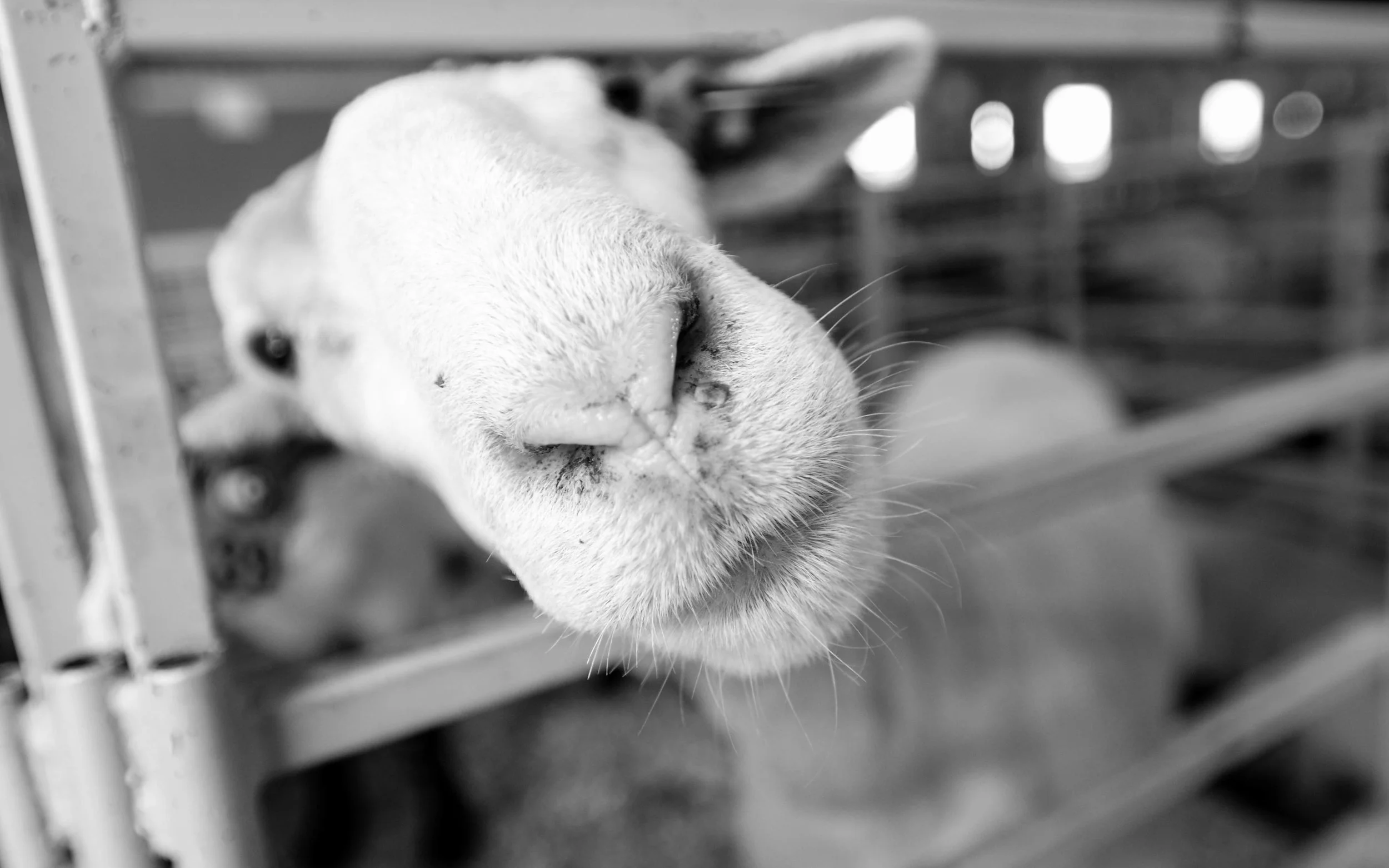 America Rodeo-7.jpg