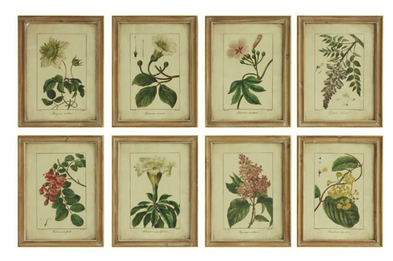 Set of 8 reproduction botanical prints framed in distressed wood frames, can order