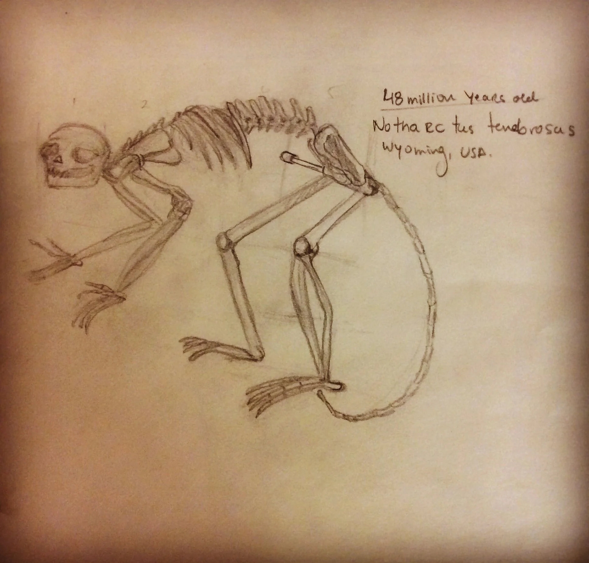 Animal Anatomy Study, 2015