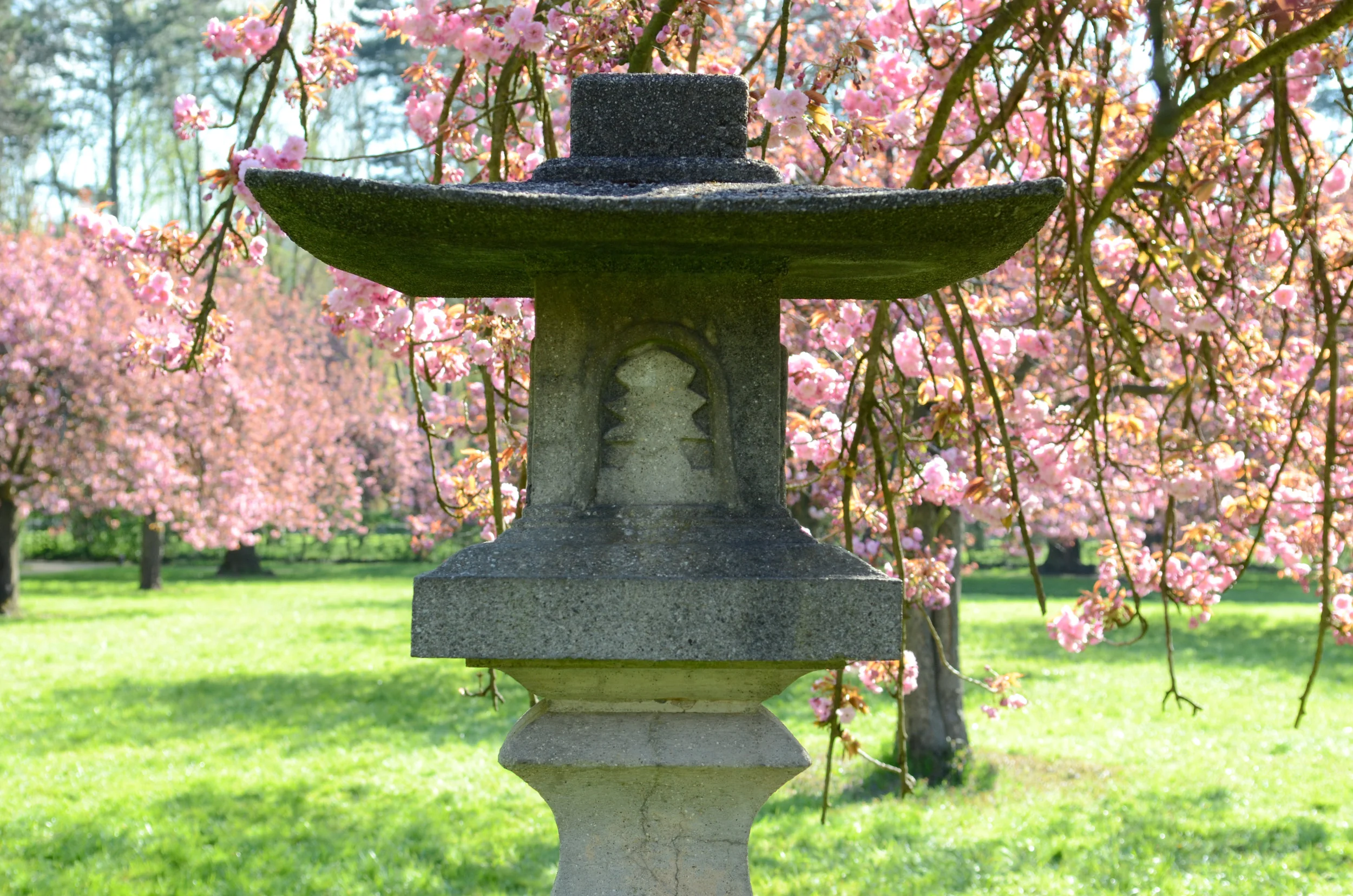 Hanami au Parc de Sceaux