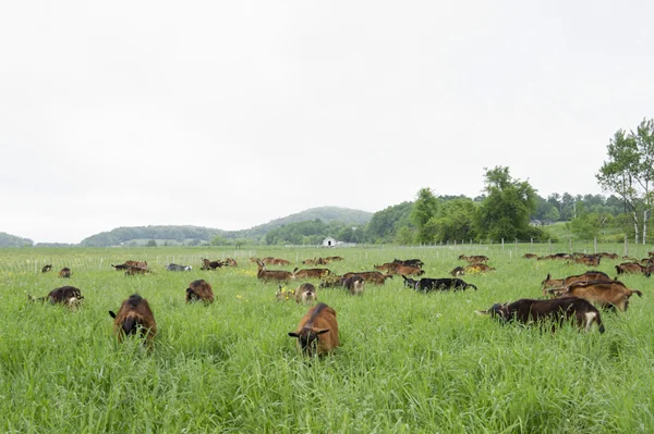 fieldofgoats.jpg