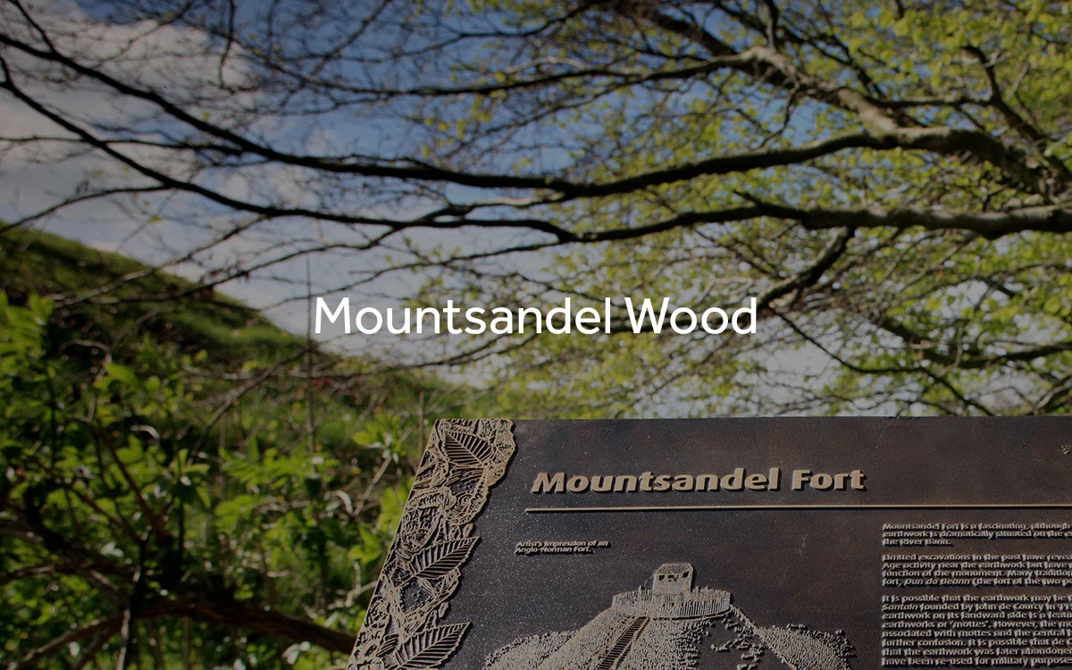 Mountsandel Wood