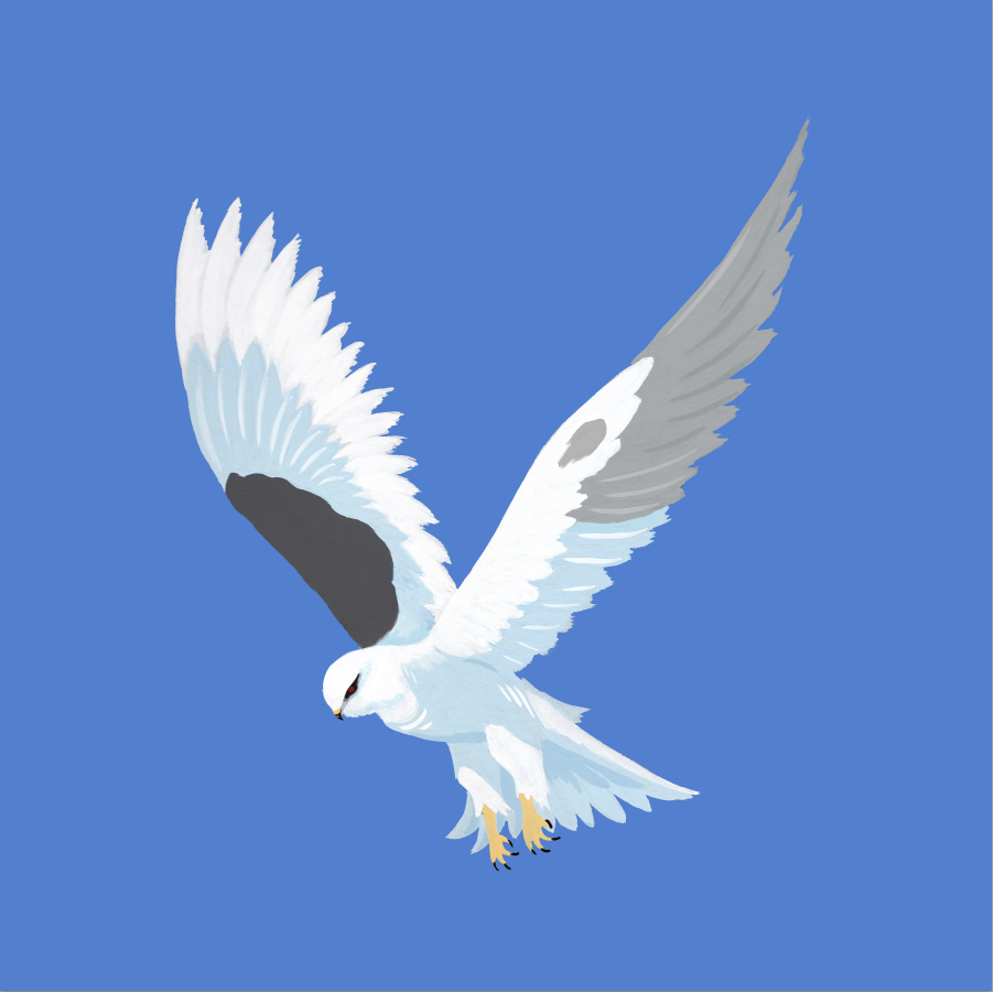 285-elanus.png