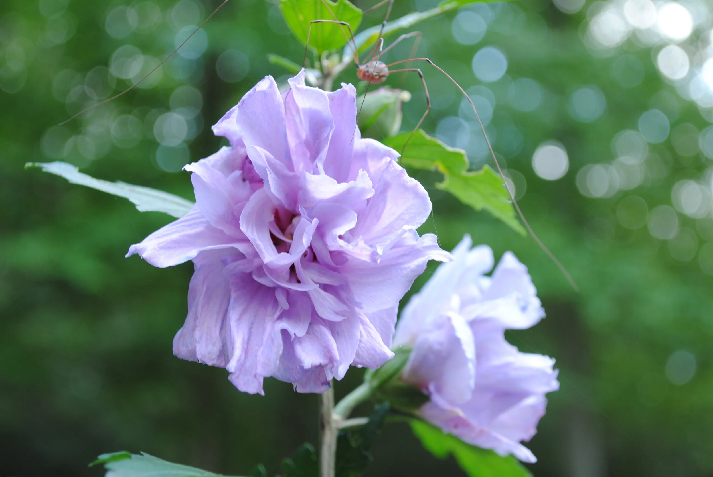 DSC_0126.JPG