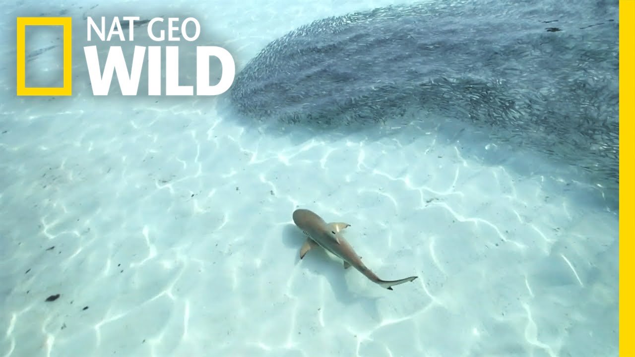 National Geographic - Blitzkrieg Sharks.jpeg