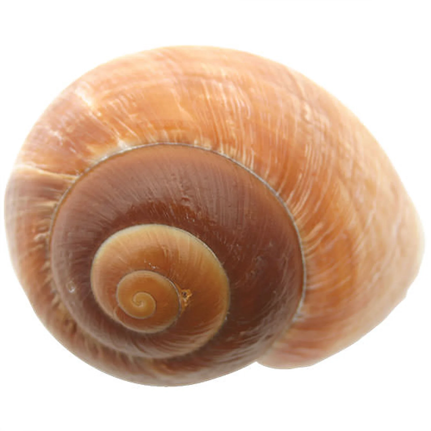 D216
