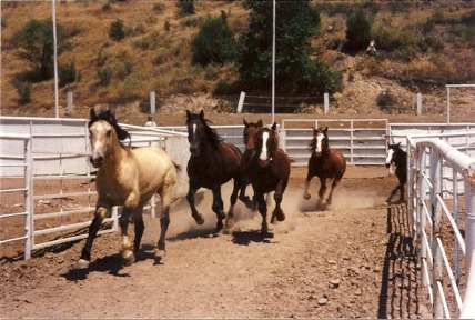 American Wild Mustangs of the Wild Horse Inmate Program. Photo Courtesy of Tim Hayes collection.
