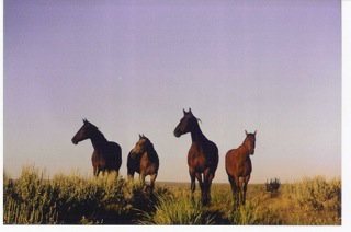 Horses Don’t Get Divorced. Photo Tim Hayes Collection