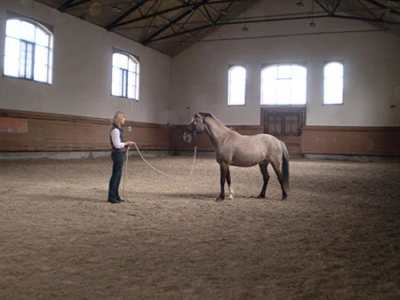 Great Relationships with one’s horse always begin on the ground – Stephanie Lockhart – St. Gallen Switzerland. Photo – Tim Hayes collection 2014