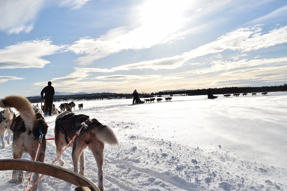 Swedish Lapland Tours | Dog Sledding in Kiruna, Sweden 5