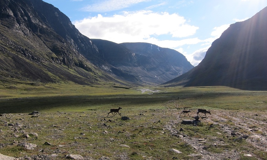 Visites guidées du parc national de Sarek et Padjelanta 2