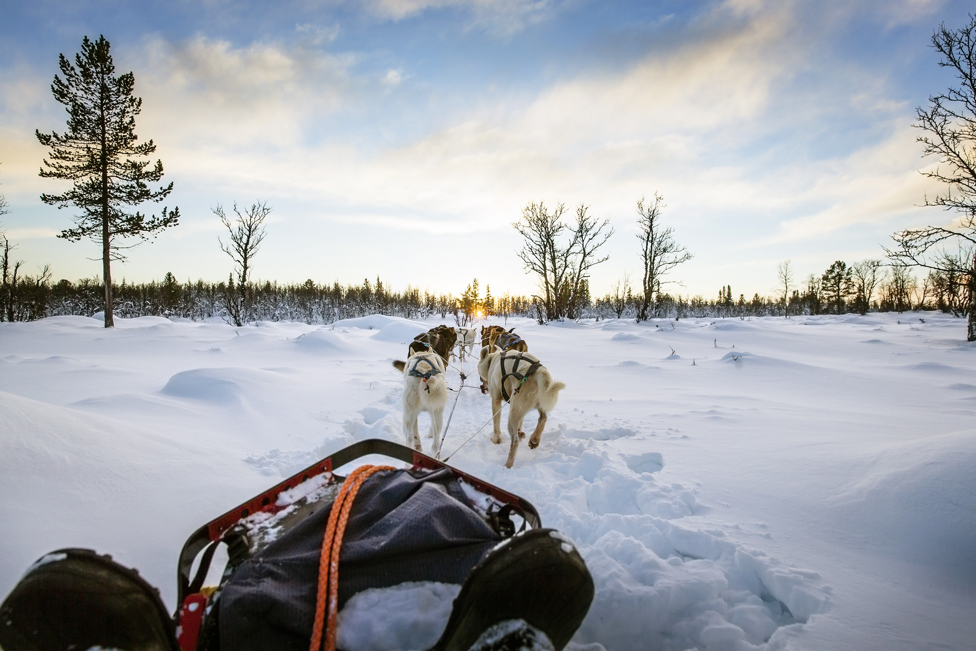 Swedish Lapland Tours | Dog Sledding in Kiruna, Sweden