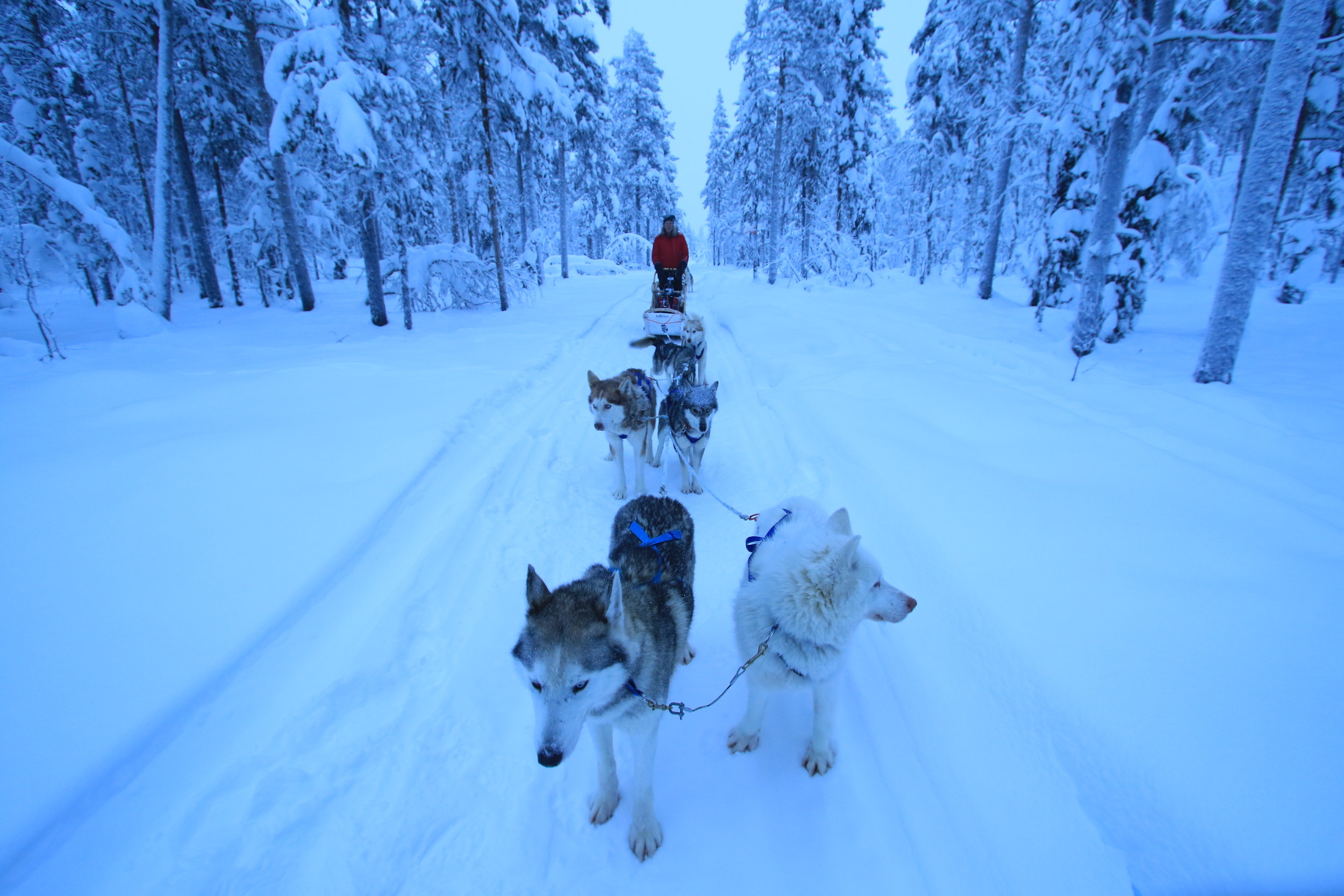 Lapland Husy Experience Guided Tours 6