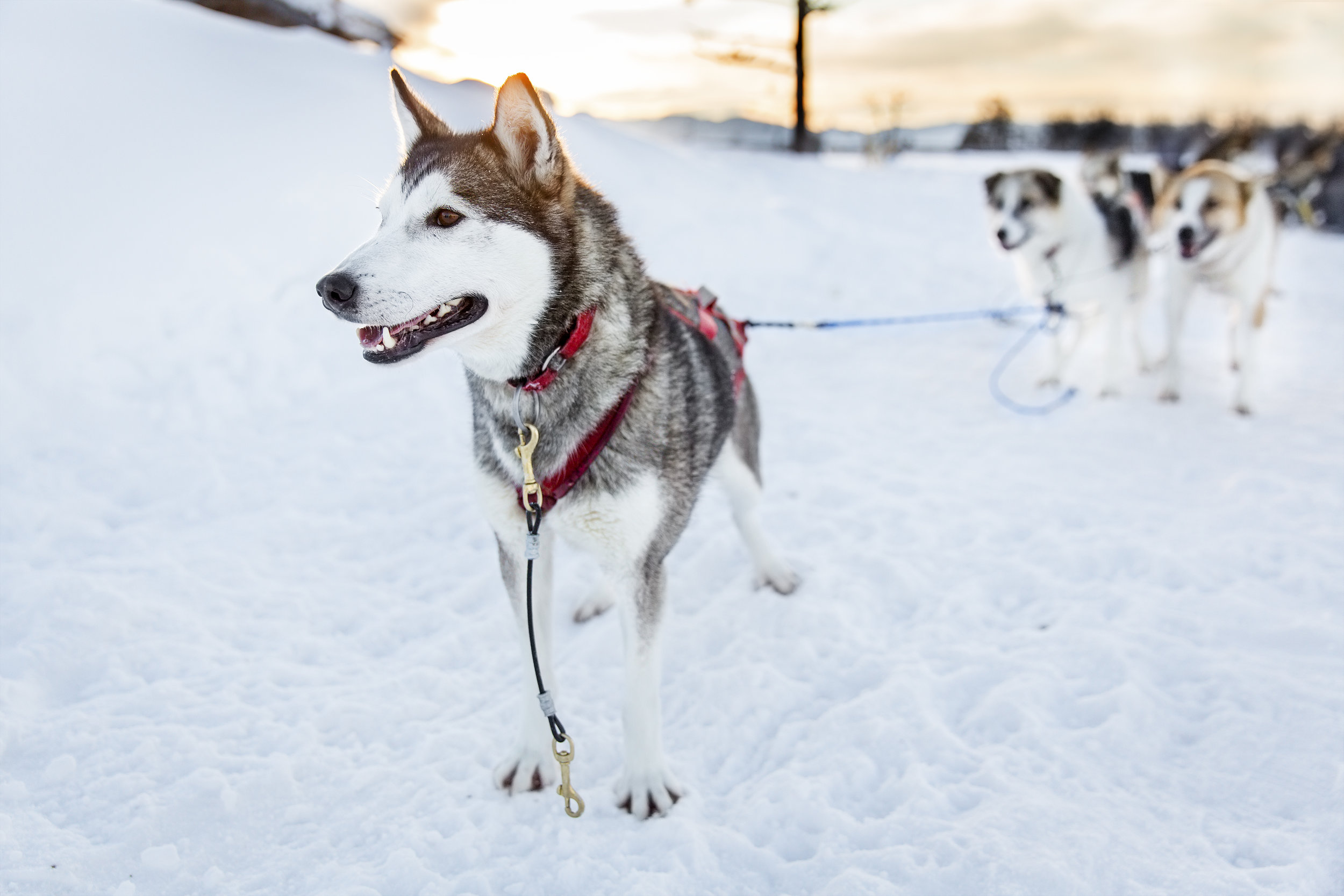 Lapland Husy Experience Guided Tours 7