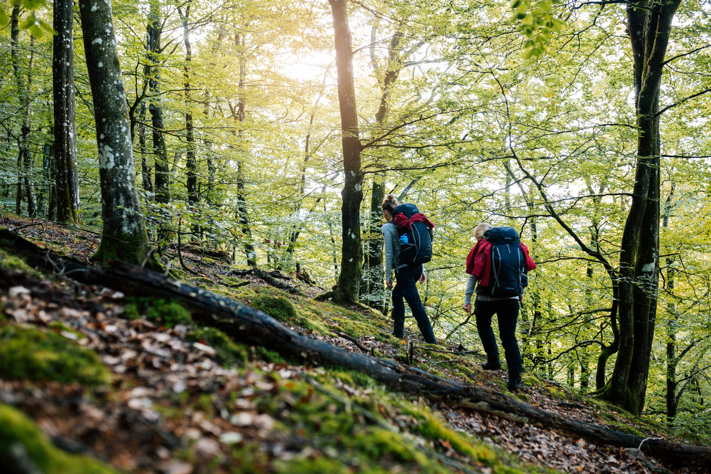 apelöga-hiking_in_the_forest-6139.jpg