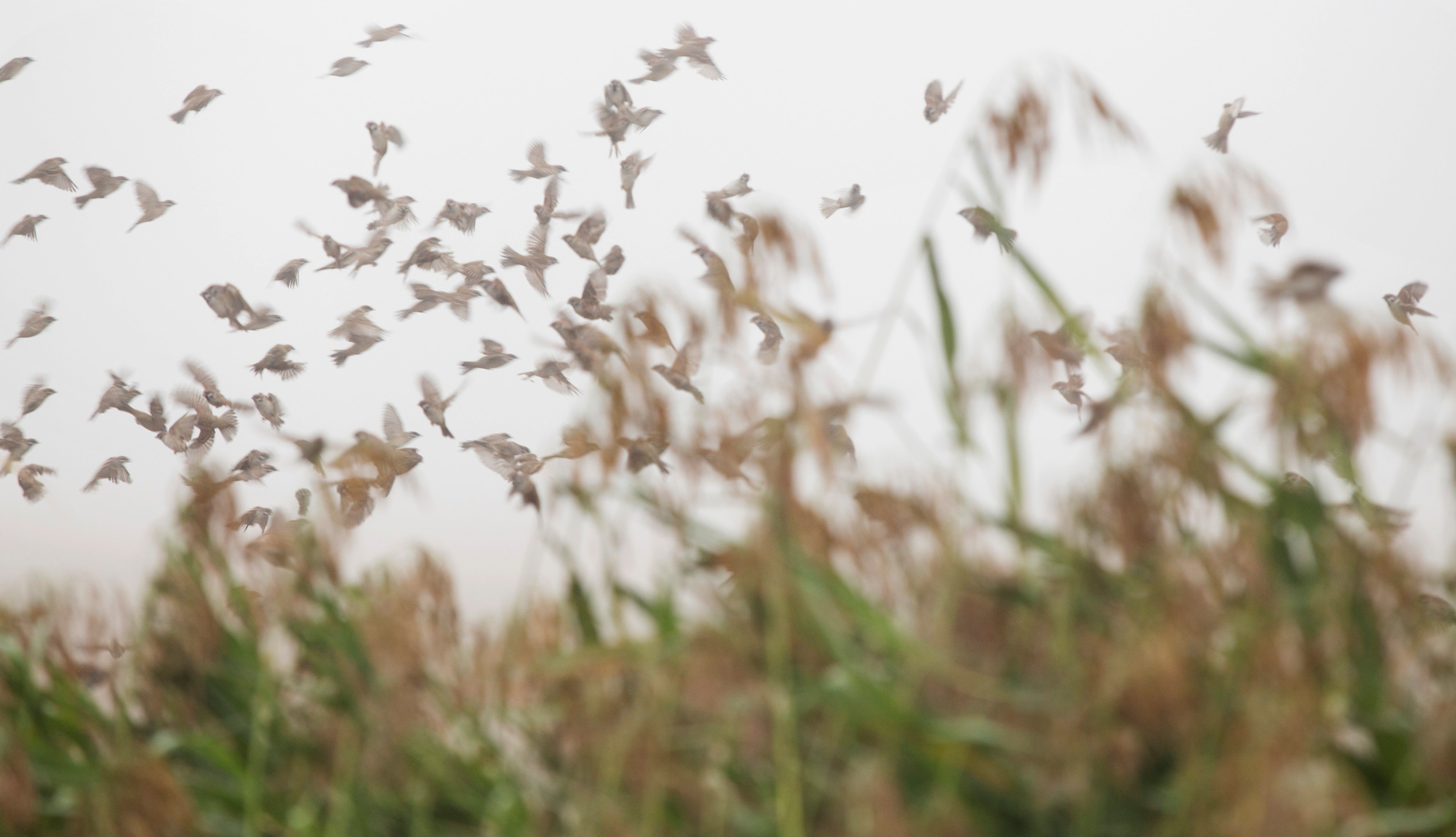 melker_dahlstrand-nature_reserve-3922.jpg