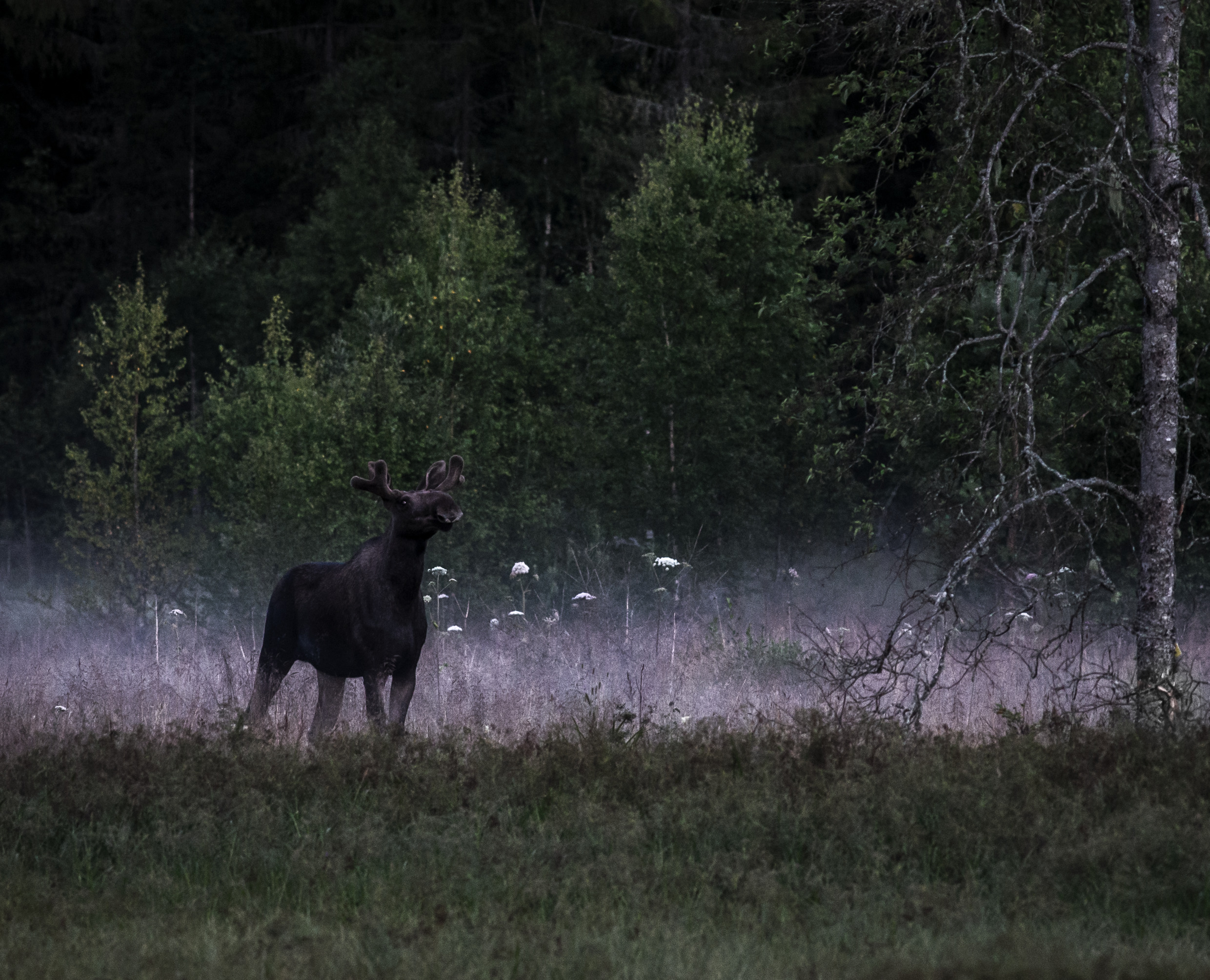 anders_tedeholm-moose_at_dawn-5540.jpg