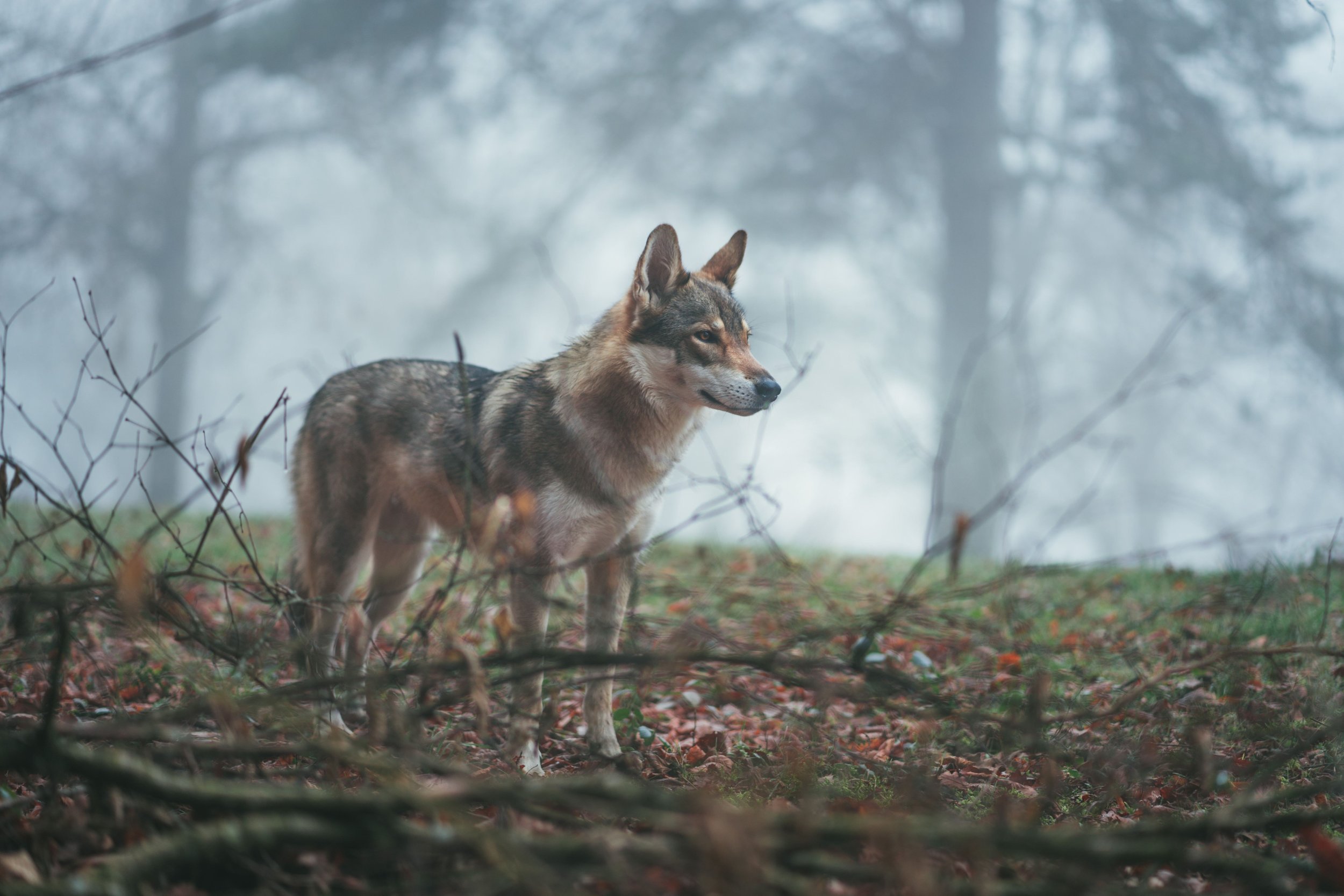 Wolf and Animal Tracking - TrueNatureSweden1.jpg