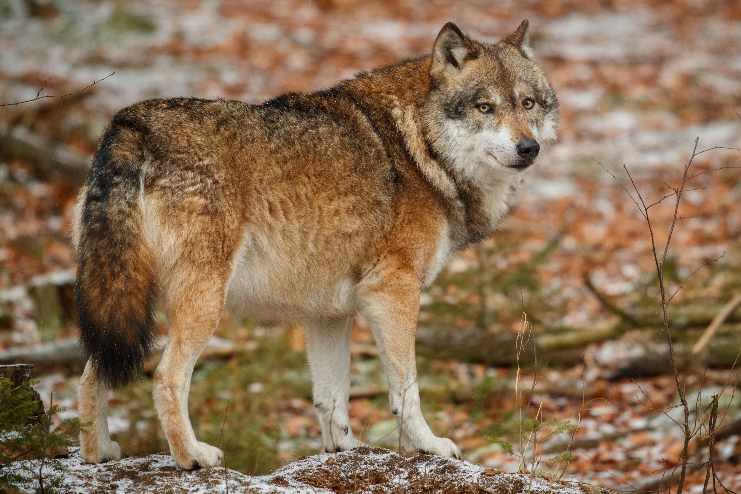 Wolf and Animal Tracking - TrueNatureSweden2.jpg
