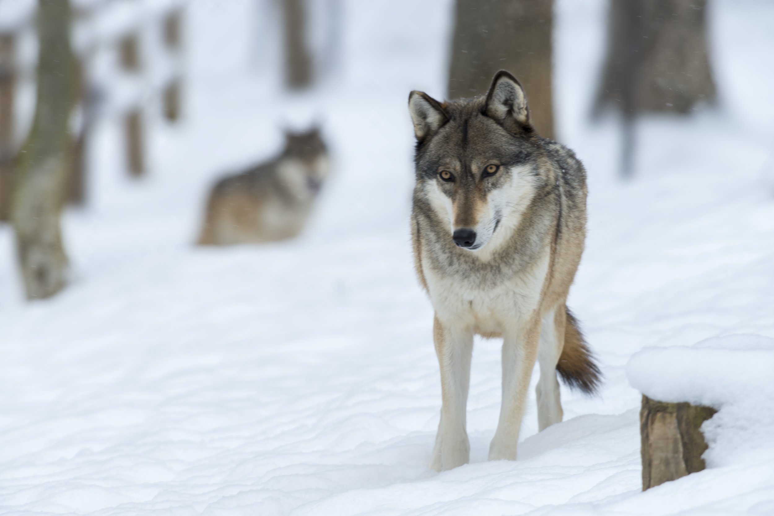 Wolf and Animal Tracking - TrueNatureSweden3.jpg