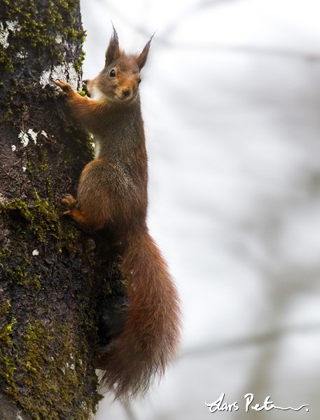 Red Squirrel.jpg