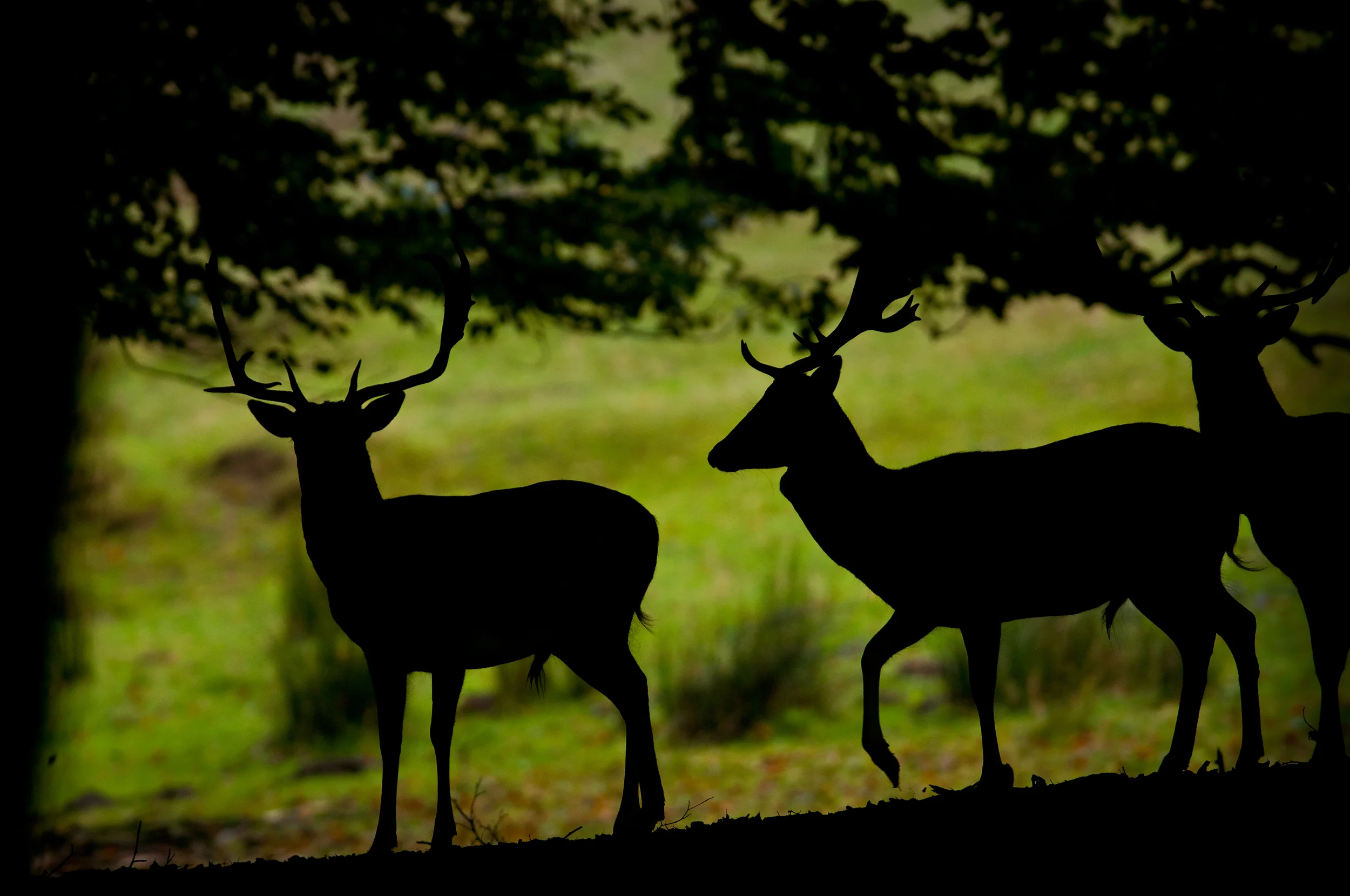 DSC_6320-2.jpg