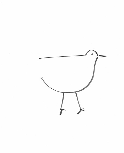 bird 5