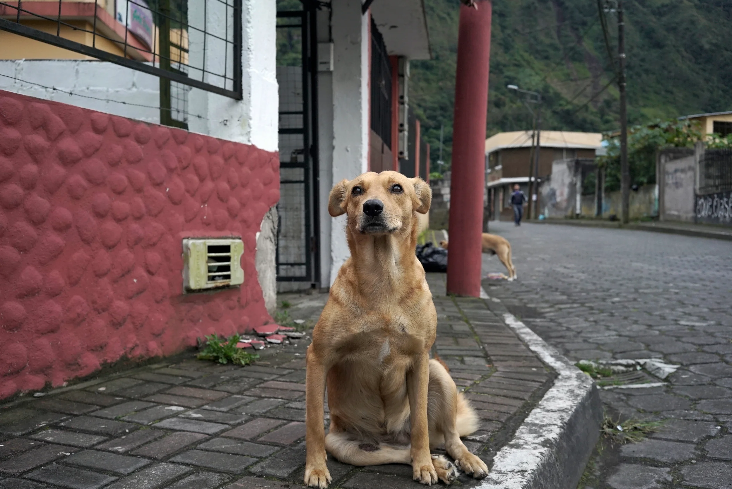 Lendemain de veille Chuchaqui à Baños; même le chien de notre auberge a du mal à s'en remettre.