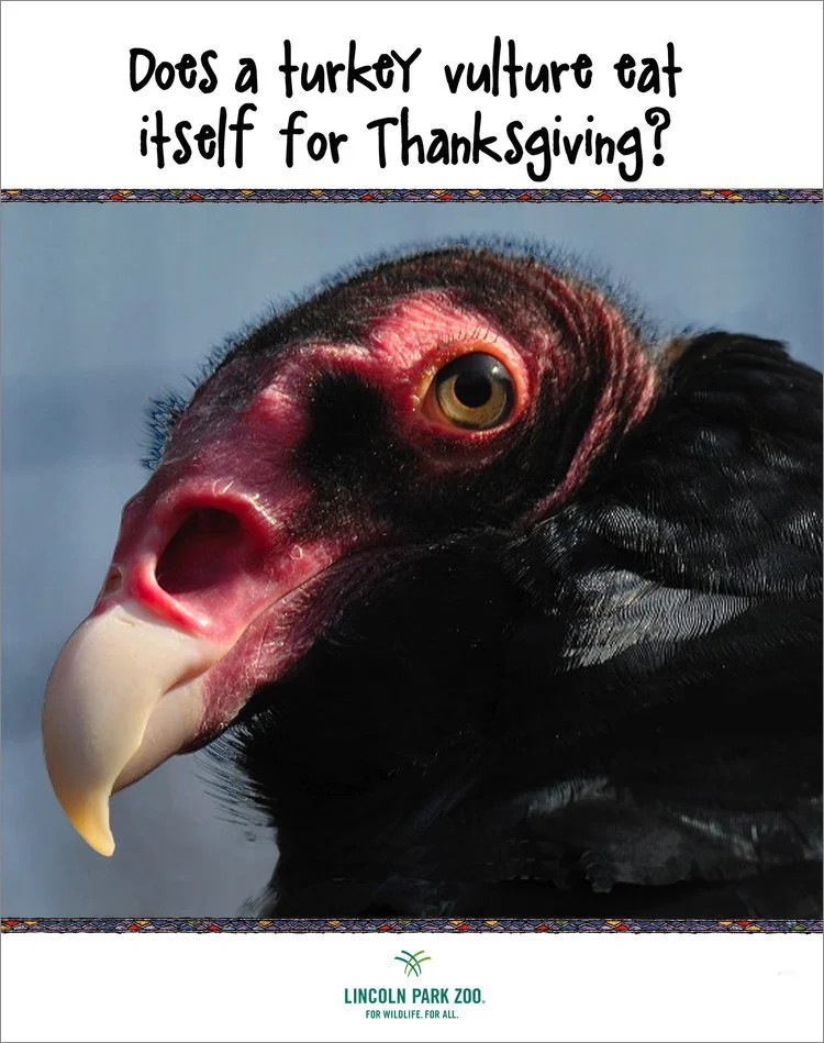 TurkeyVulture1Ago copy.jpg