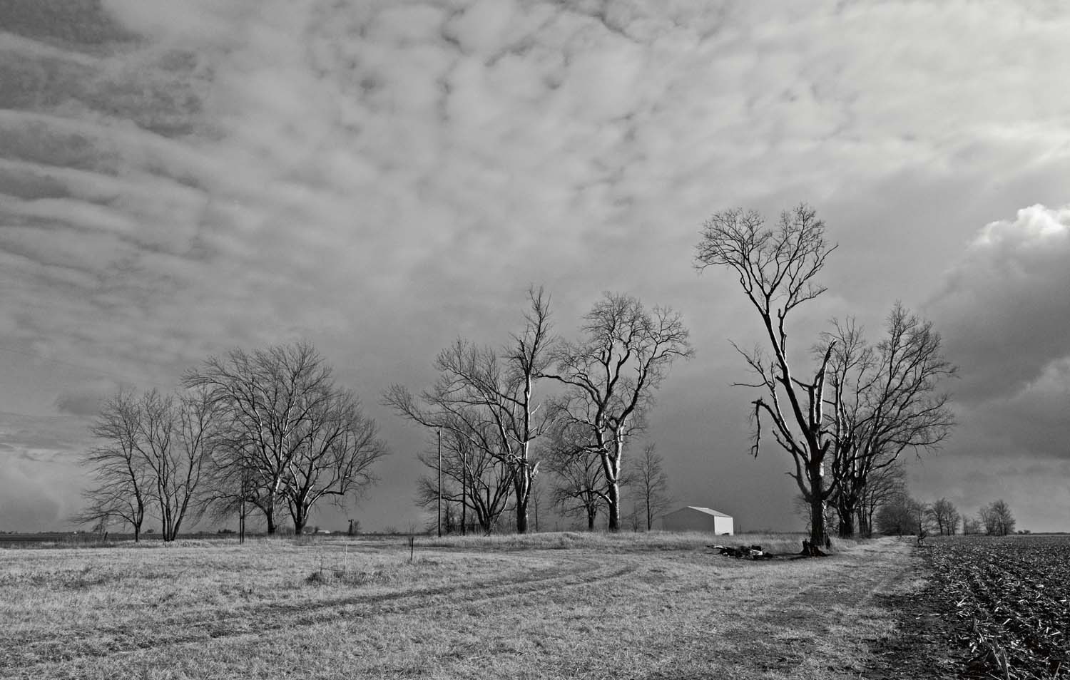  Land where a farmer’s home used. Families die, move away or the farm land is sold to another farmer. Adams County, IL. March, 2008     