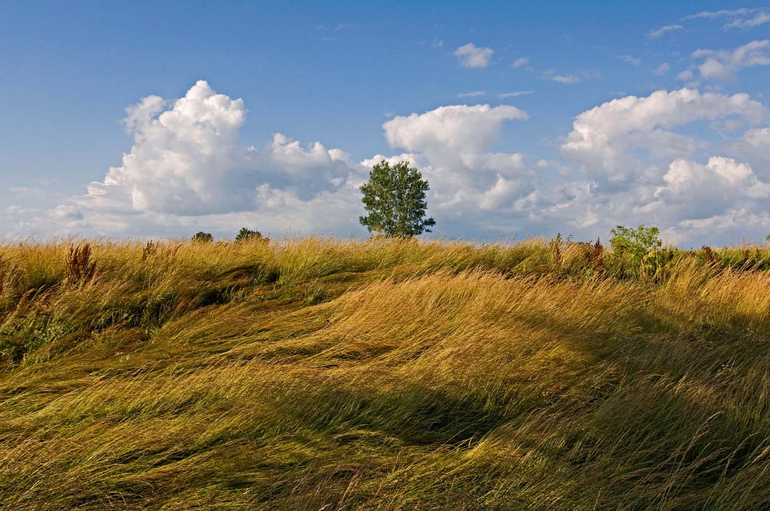  Hillside view of lush prairie field, blue sky and tree. Adams County, IL. June, 2008  