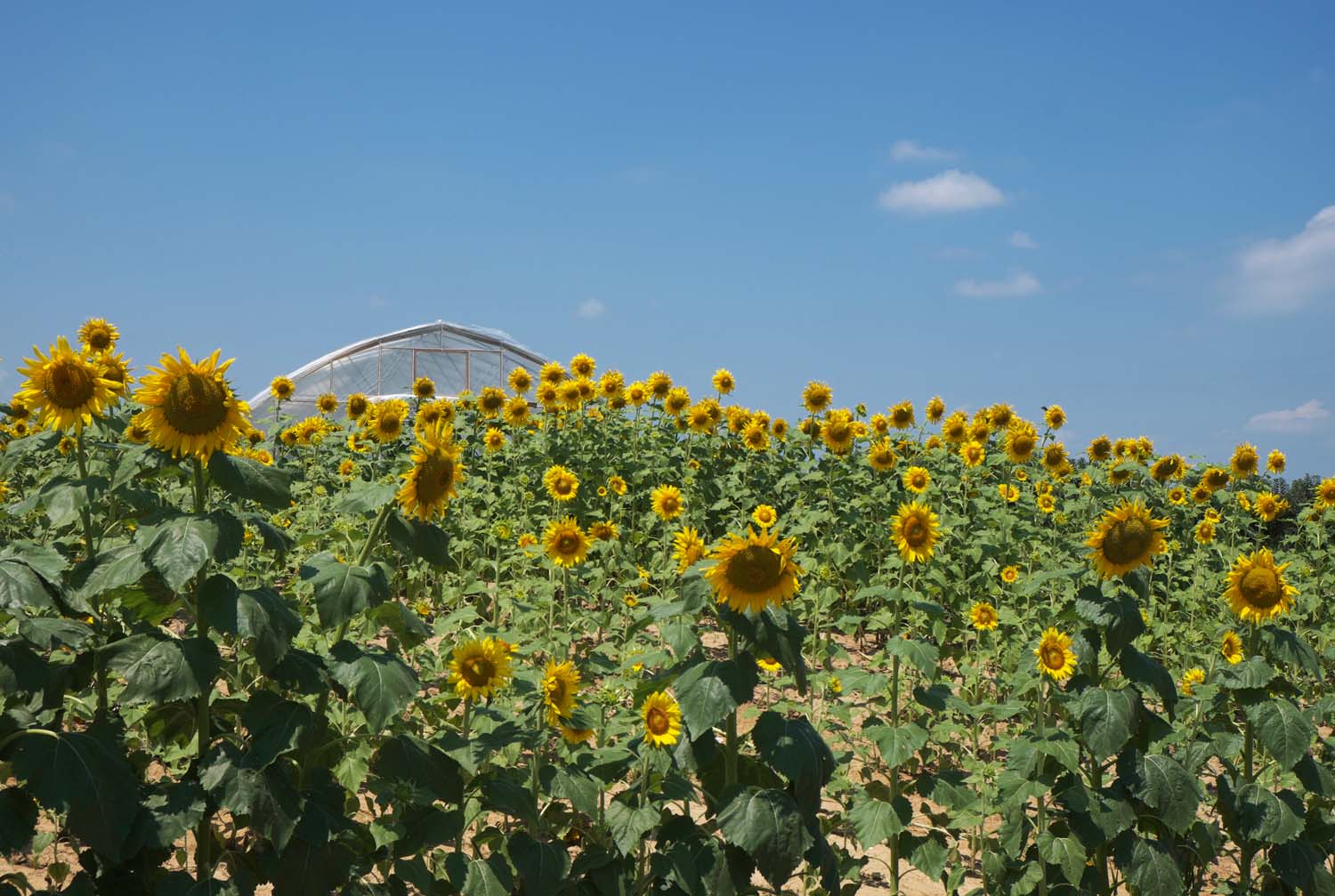  Cultivated sunflowers growing for seeds. Calhoun, IL. July, 2017 