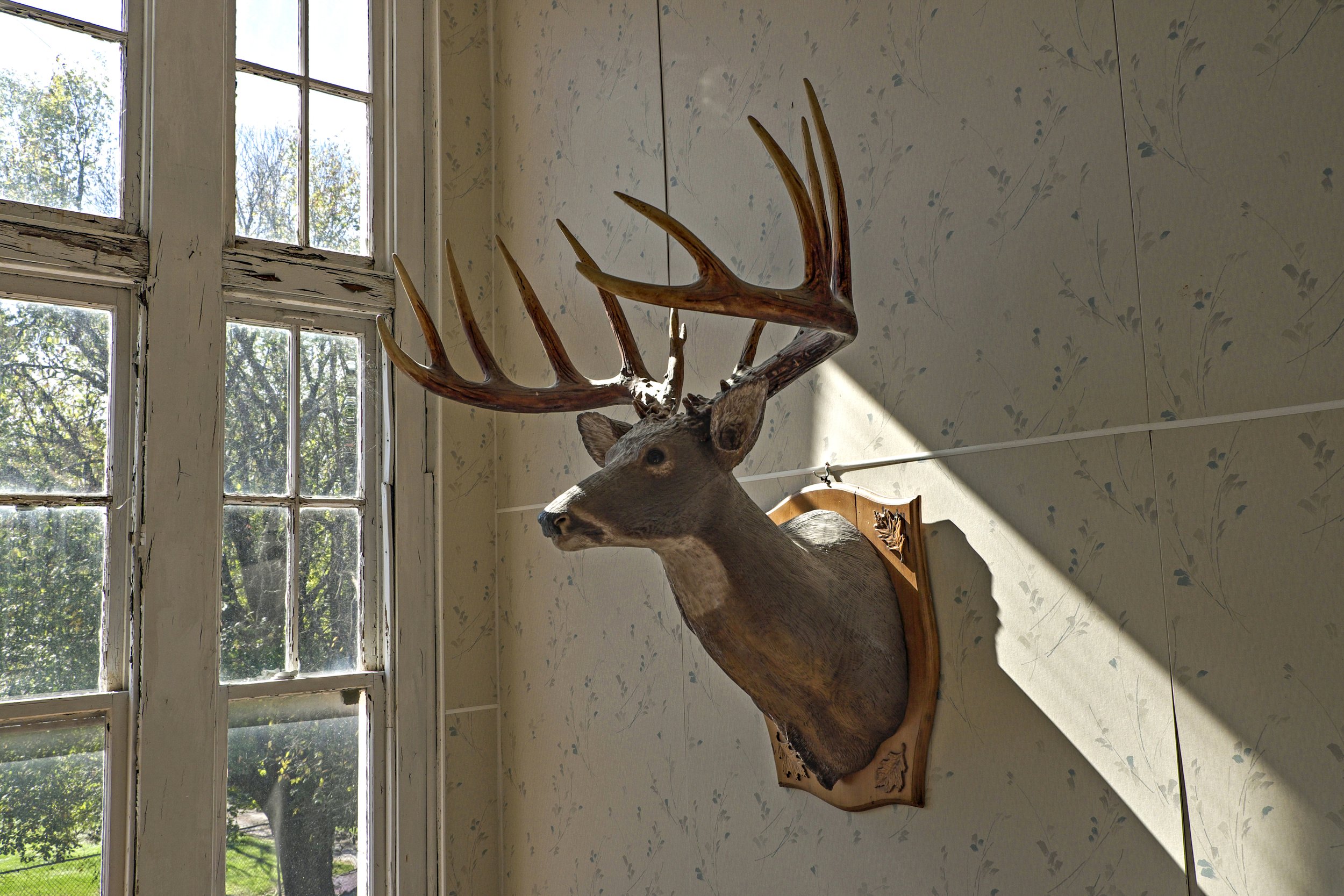  Taxidermy head of buck hanging in a classroom. Red Brick School Community Center. Smithfield, IL. October, 2016 