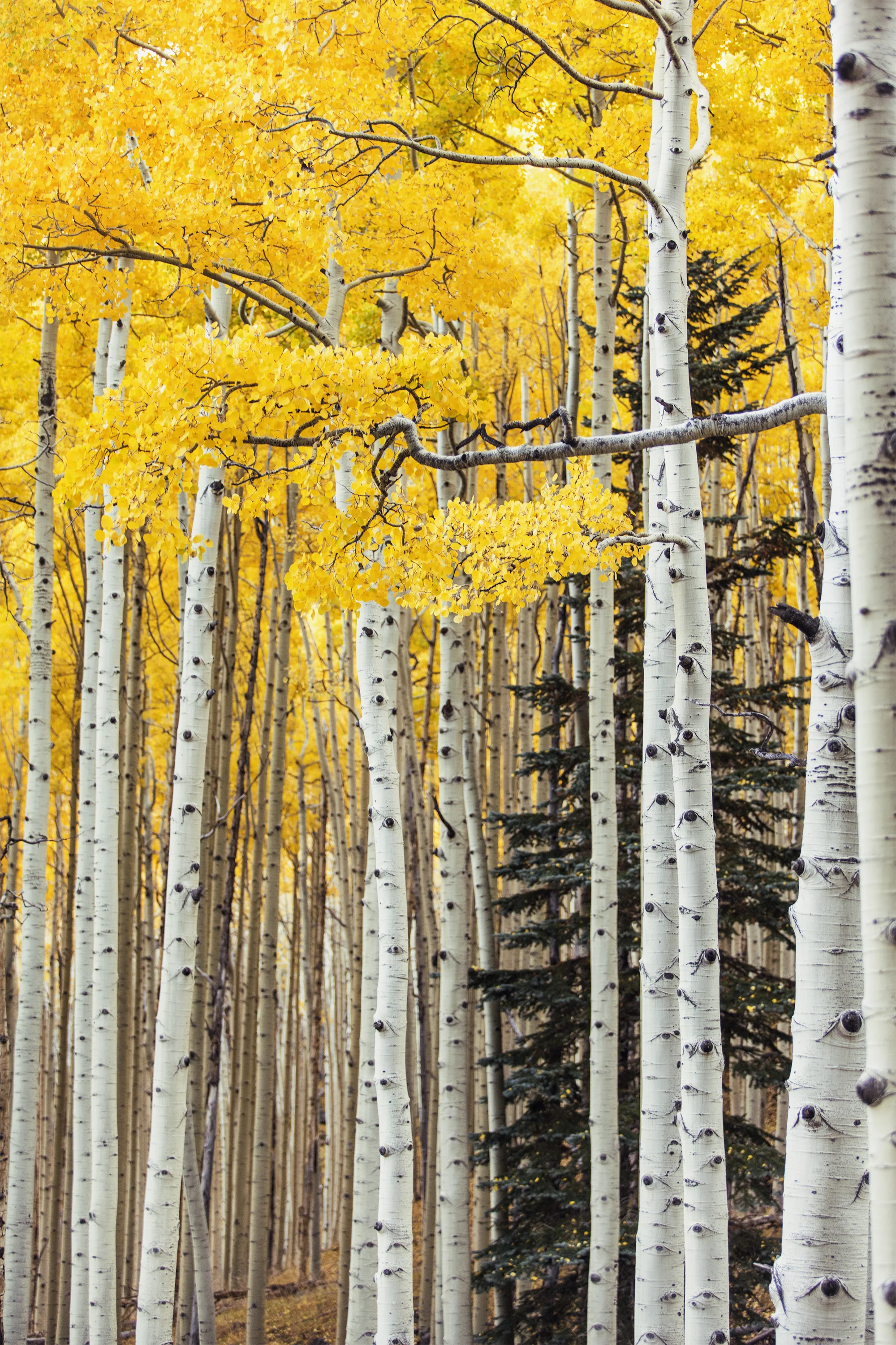 Arizona Landscape Photographer