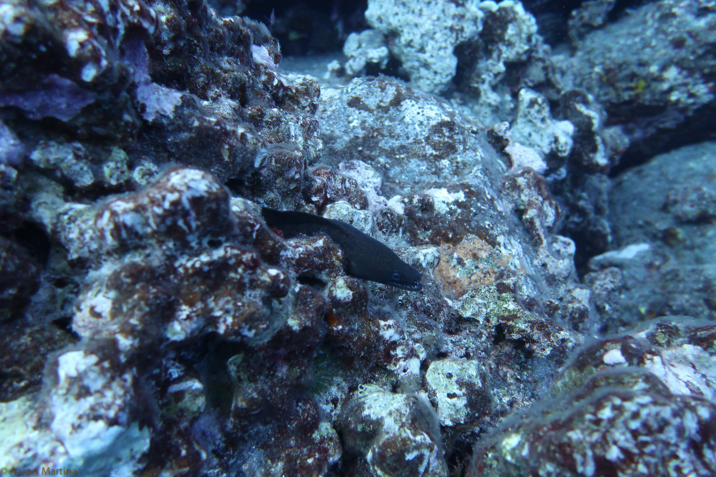 IMG_1089.jpg