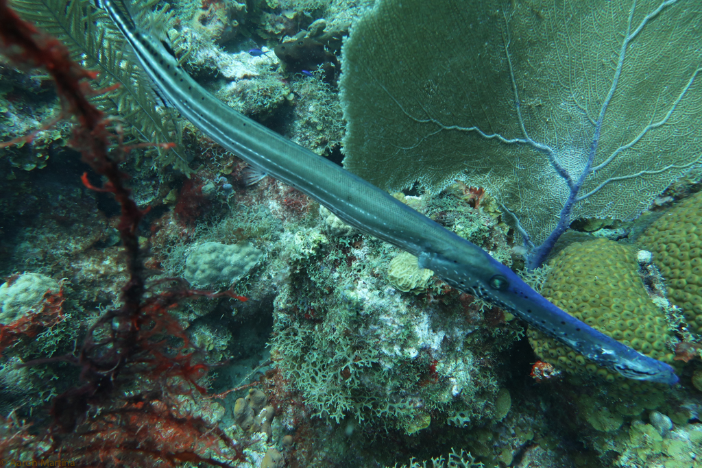 IMG_1525.jpg
