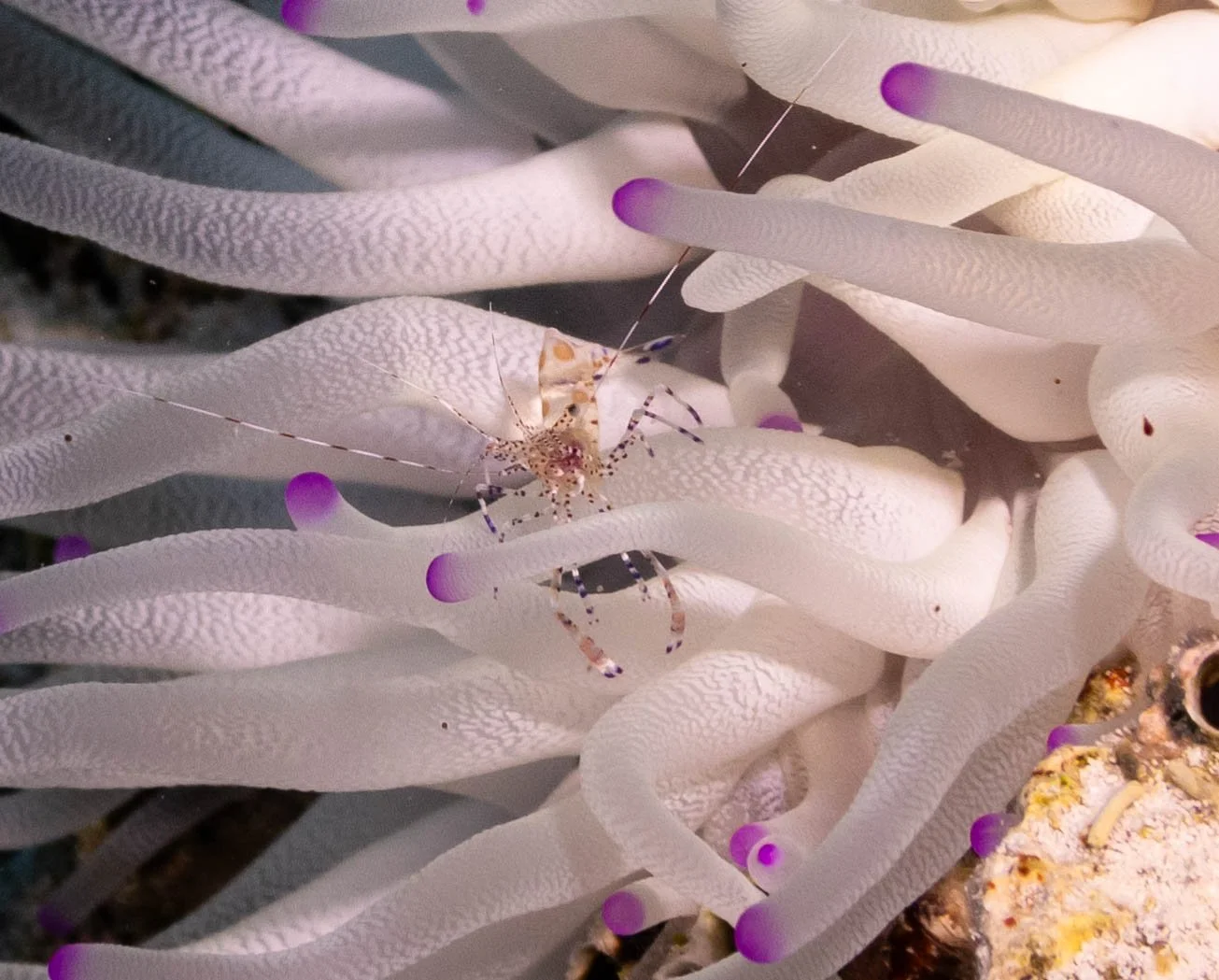 Bahamas 2023 - Exumas, Eleuthera, and Little San Salvador