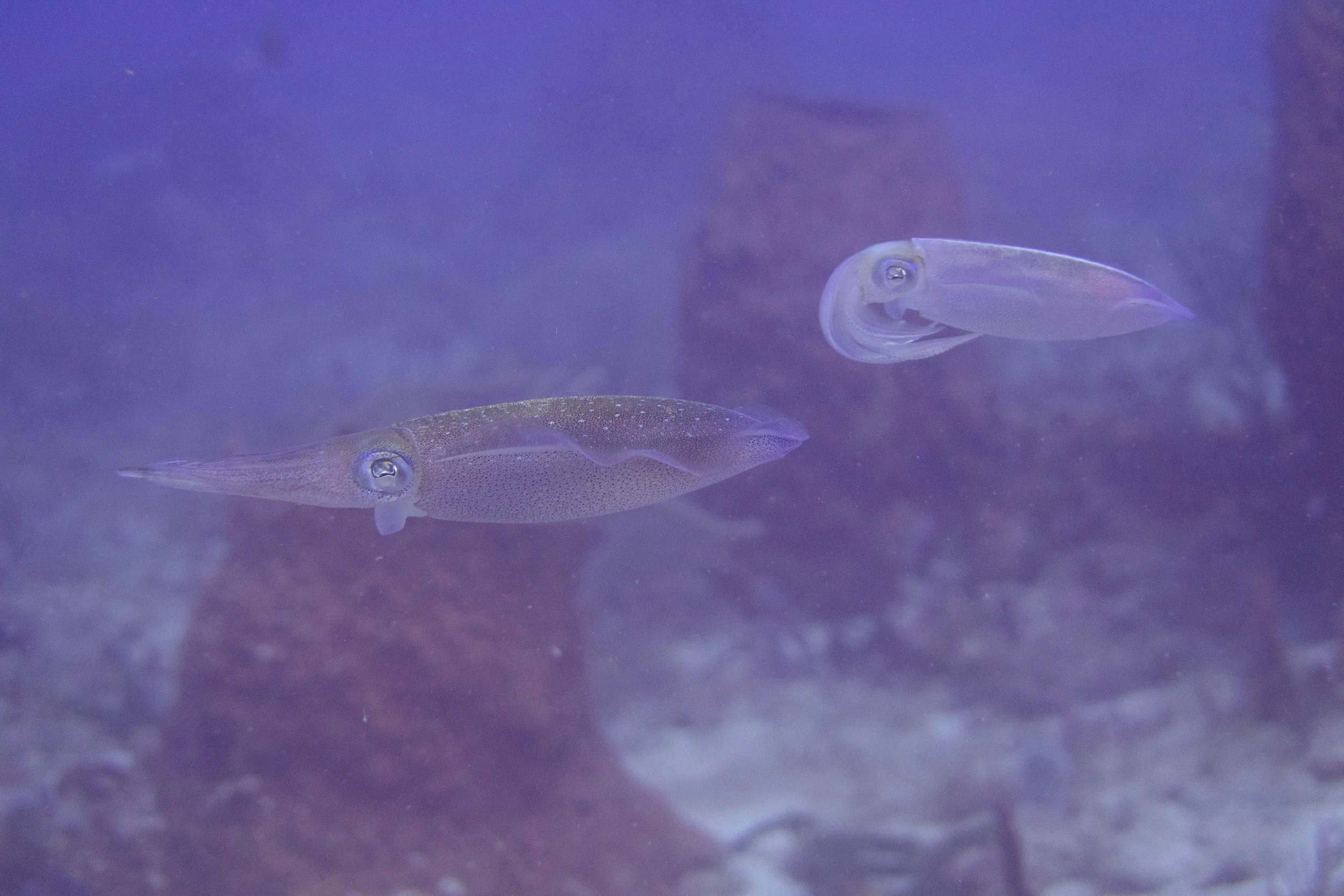 Some Diving in Early 2024