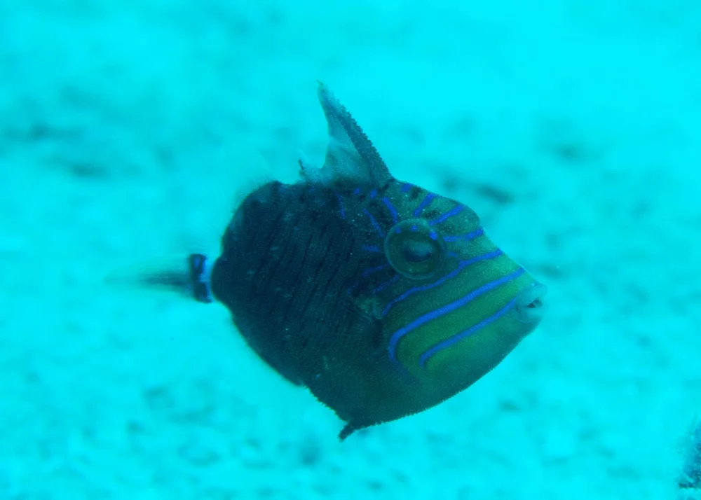 IMG_4520.JPG