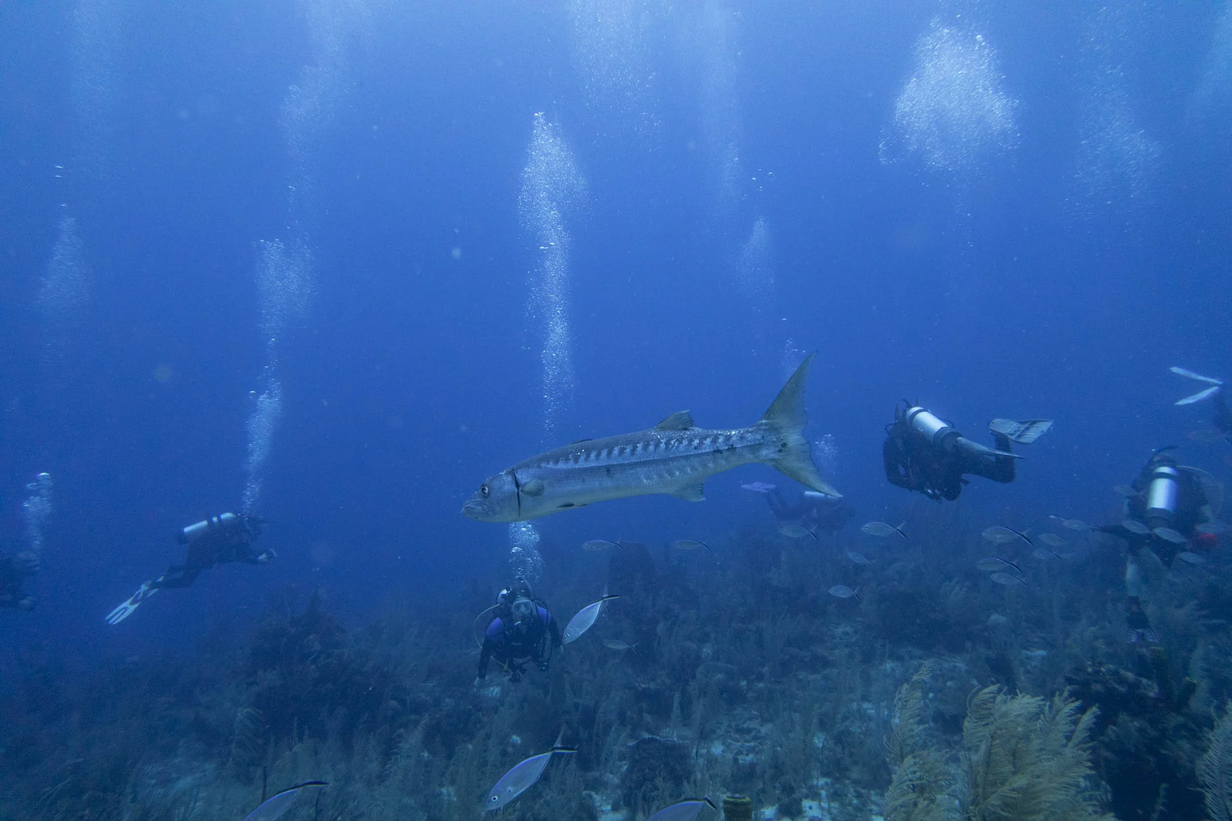 Belize Liveaboard 2025