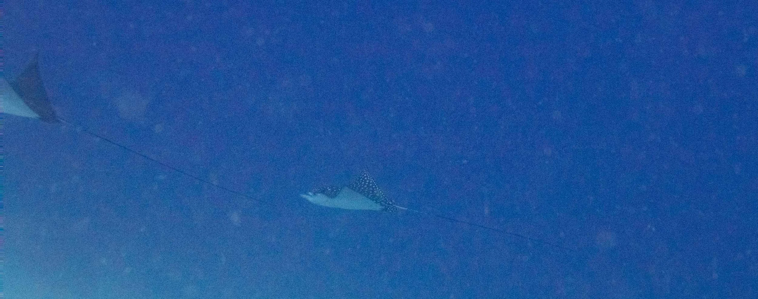 IMG_6263.JPG