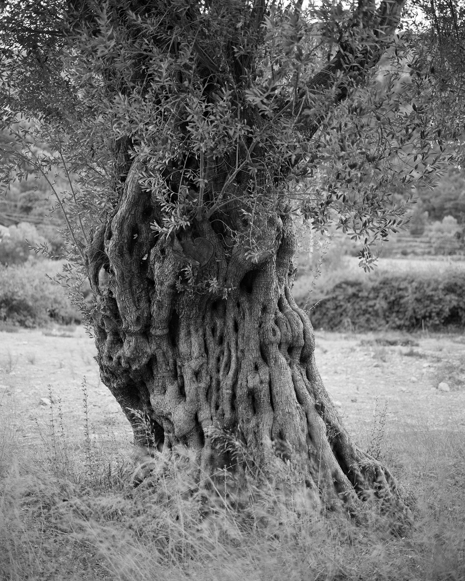 blurb_olivetree.gif