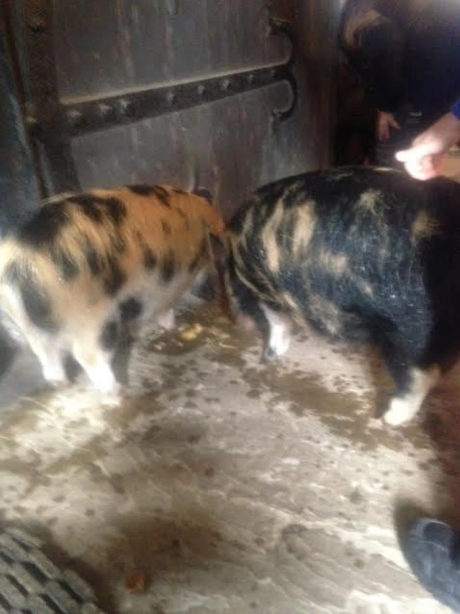 Rare breed pigs joined in the Harvest celebrations with Sandringham and West Newton pupils in Castle Rising. The pigs were NOT donated to Kings Lynn Food bank!!!